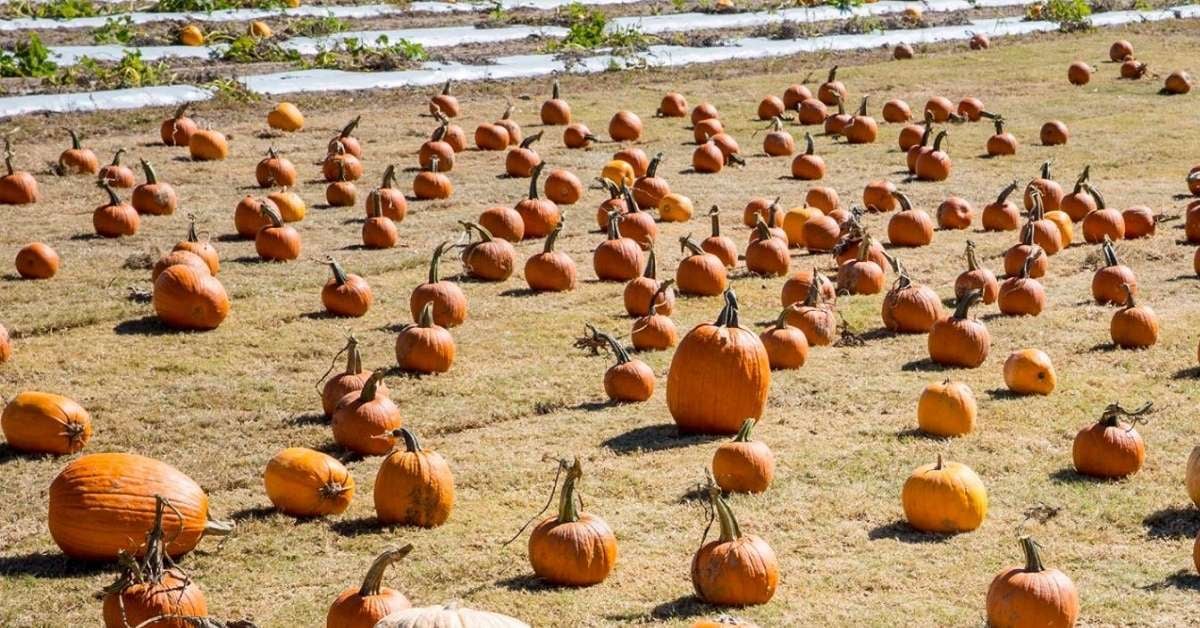 Pumpkins are scattered across a field and in the background there are pumpkins still growing on the vines.