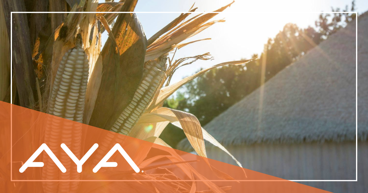 A stock of corn representing the three sisters is shown outside on a sunny day with a traditional Chickasaw village in the background